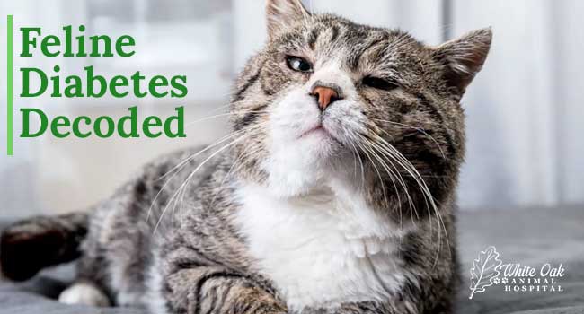 Feline Diabetes Decoded