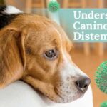 Understanding Canine Distemper