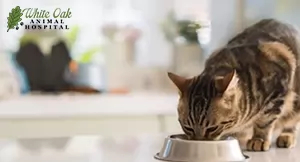 cat eating a balanced and nutritious diet