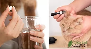 cat insulin injection and human oral medicine