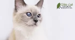 cat with cloudy eyes from feline diabetes