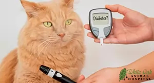 checking blood sugar of cat with diabetes