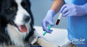 dog blood test to detect Canine distemper virus