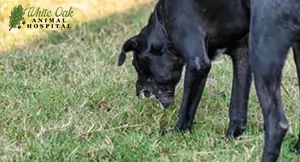 dog vomitting 