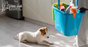 sanitizing areas to prevent canine distemper