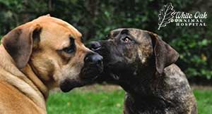 sniffing and licking can lead to Canine distemper