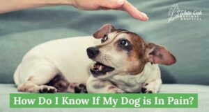 How do I know if my dog is in pain