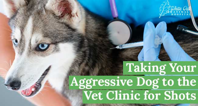 Taking Your Aggressive Dog to the Vet Clinic for Shots