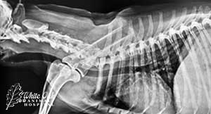 degenerative disc disease can cause limping in dogs