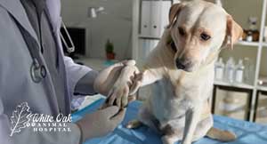 Easier emergency veterinary assistance from nearby clinic