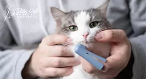cat dental hygiene routine