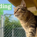 Boarding Cats Near Me: Your #1 Guide to Cat Boarding Costs, Amenities, and How to Choose the Best Fit for Your Feline