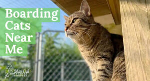Boarding Cats Near Me: Your #1 Guide to Cat Boarding Costs, Amenities, and How to Choose the Best Fit for Your Feline