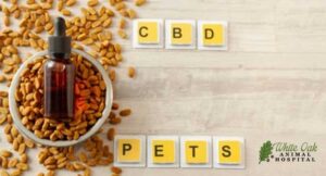 CBD-oil-to-relieve-pain-in-dogs-with-cancer