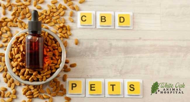 View of Can Natural Dog Cancer Treatment Help Your Dog?: 5 Powerful Reasons to ...