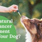 Can Natural Dog Cancer Treatment Help Your Dog?: 5 Powerful Reasons to Try Integrative Methods