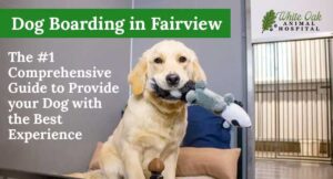 Dog Boarding in Fairview: The #1 Comprehensive Guide to Provide your Dog with the Best Experience