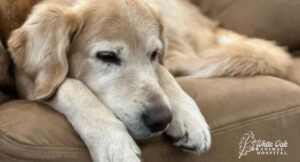 Dogs-sleep-more-as-senior-citizens