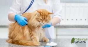 Senior-cat-having-annual-check-up