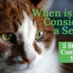 When Is a Cat Considered a Senior?: 5 Steps into Comfortable Seniority
