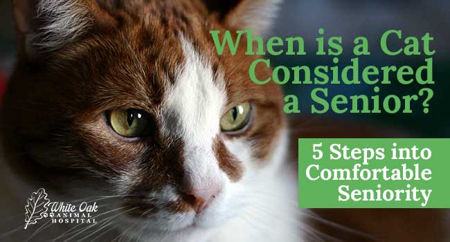 When Is a Cat Considered a Senior?: 5 Steps into Comfortable Seniority