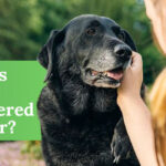 When is a Dog Considered a Senior?: A Comprehensive Guide for Pet Owners 11 When is a Dog Considered a Senior?: A Comprehensive Guide for Pet Owners in 2023