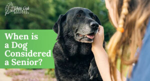 When is a Dog Considered a Senior?: A Comprehensive Guide for Pet Owners in 2023