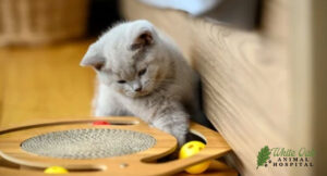 cat-boardings-amenities-include-individual-play-areas-for-physical-and-mental-stimulation