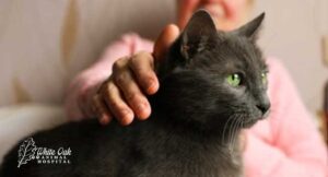 pet-owner-with-senior-cat