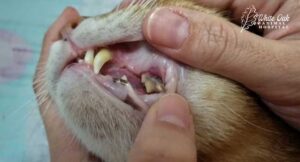 poor-dental-health-in-senior-cats-can-affect-their-appetite