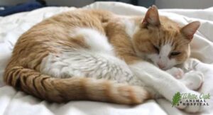senior-cat-resting-comfortably-on-bed