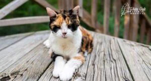 senior cat that lost weight