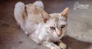 senior-old-cat-that-lost-weight-without-signs-of-illness