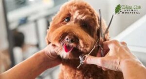 some-dog-boarding-facilities-include-grooming | Dog Boarding in Fairview