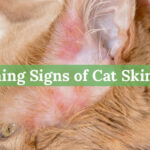 5-Alarming-Signs-of-Cat-Skin-Cancer--Early-Detection-is-Key