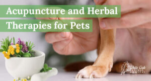 Acupuncture and Herbal Therapies for Pets: The #1 Comprehensive Guide to Safe Practices