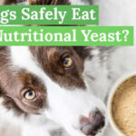 Can-Dogs-Safely-Eat-Nutritional-Yeast