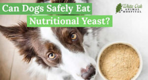 Can-Dogs-Safely-Eat-Nutritional-Yeast