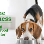 Canine Wellness: Exploring Eastern Food Therapy for Dogs and 3 Alluring Reasons to Embrace It