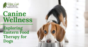 Canine Wellness: Exploring Eastern Food Therapy for Dogs and 3 Alluring Reasons to Embrace It