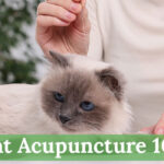 Cat-Acupuncture-101--Essential-Things-Every-Owner-Should-Know-for-a-Happier,-Healthier-Pet