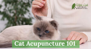 Cat-Acupuncture-101--Essential-Things-Every-Owner-Should-Know-for-a-Happier,-Healthier-Pet