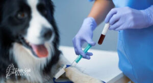 Diagnostic-Methods-like-blood-tests-help-identify-food-allergies-in-dogs