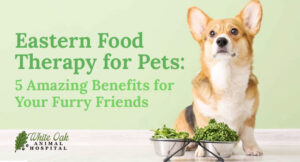 Eastern-Food-Therapy-for-Pets--5-Amazing-Benefits-for-Your-Furry-Friends