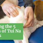 Exploring-the-5-Benefits-of-Tui-Na-for-Dogs--A-Comprehensive-Guide-