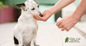 Giving-dog-herbal-mediciation for skin disease