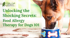 Unlocking the Shocking Secrets: Food Allergy Therapy for Dogs 101 ...