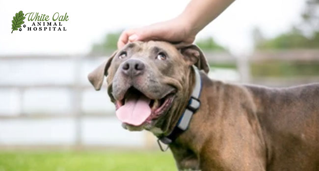 The Top 5 Herbal Medicine for Dogs with Skin Disease - Giving Dogs Human Medication For Skin Issues