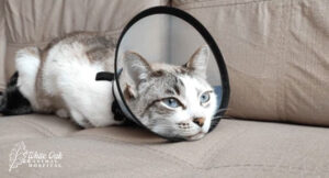 cat-acupuncture-benefits-cats-recovering-from-surgery