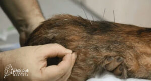 cat-acupuncture-placing-fin-needles-in-acupoints